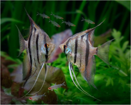 copyright R. Callewaert